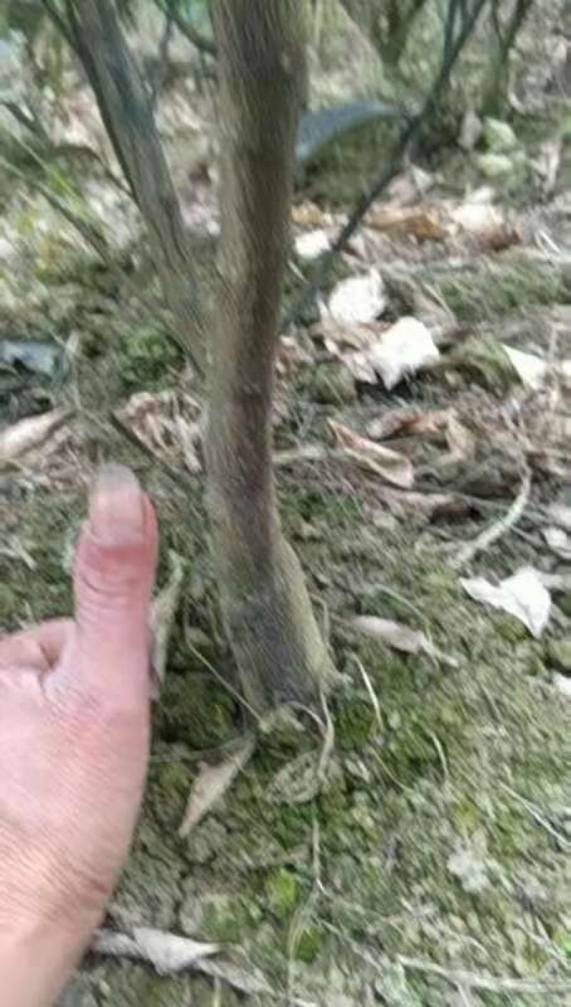 橙子苗挂果树锦蜜冰糖橙苗脱酸早鲜果市场畅销