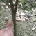 橙子苗挂果树锦蜜冰糖橙苗脱酸早鲜果市场畅销