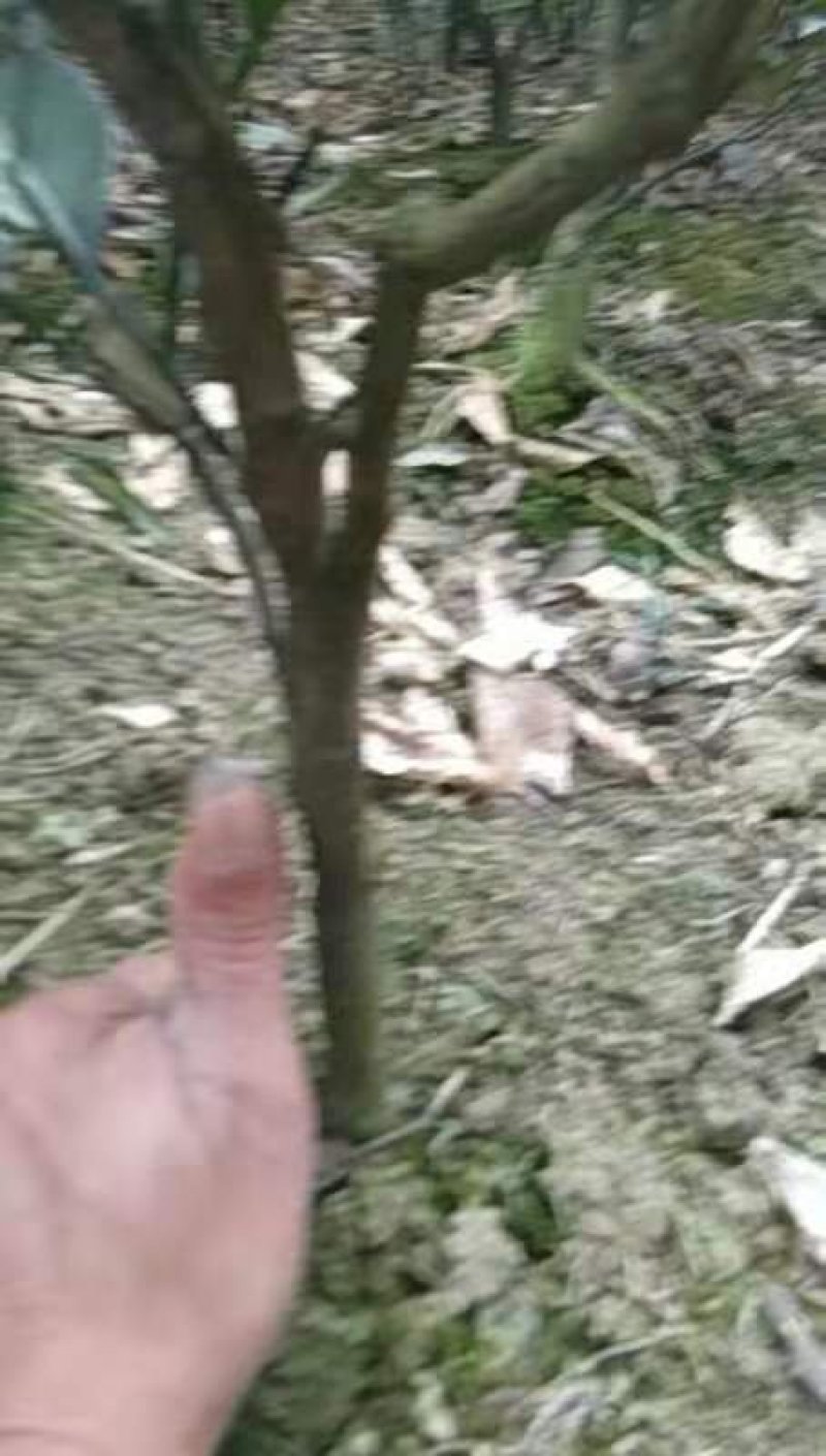 橙子苗挂果树锦蜜冰糖橙苗脱酸早鲜果市场畅销