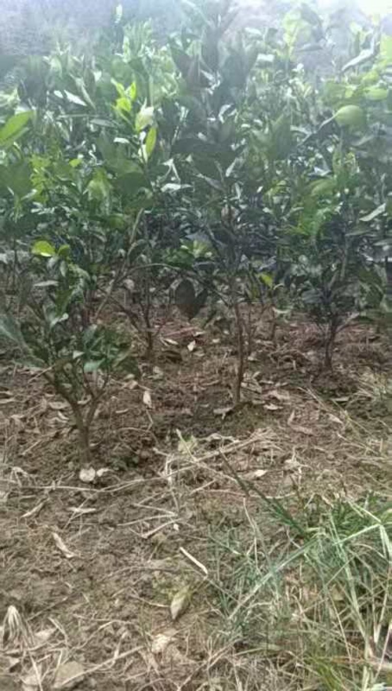 橙子苗挂果树锦蜜冰糖橙苗脱酸早鲜果市场畅销