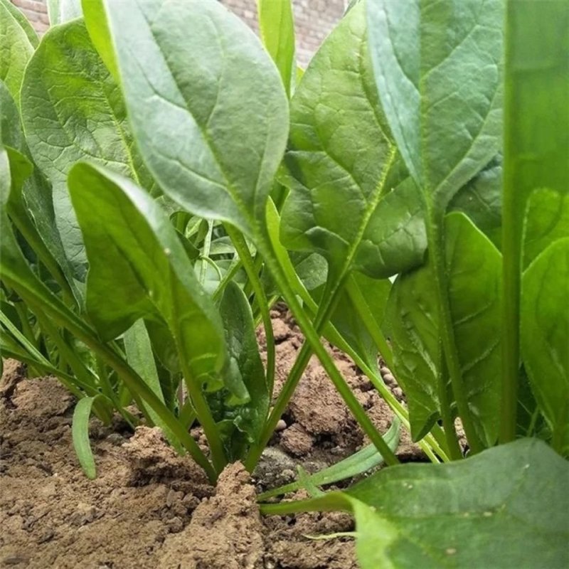 精品大叶菠菜，保质保量