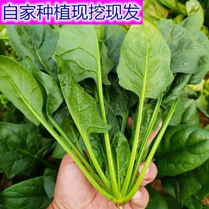 精品大叶菠菜，保质保量