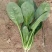 优质大菠菜25-27公分，做工仔细，新鲜直达！