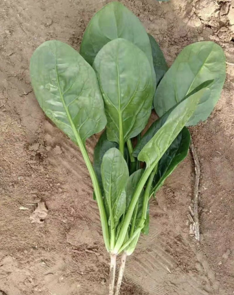 优质大菠菜25-27公分，做工仔细，新鲜直达！