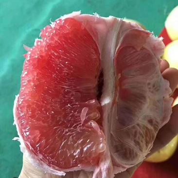 三红柚苗自繁自销品种保证根系好成活率高效益好