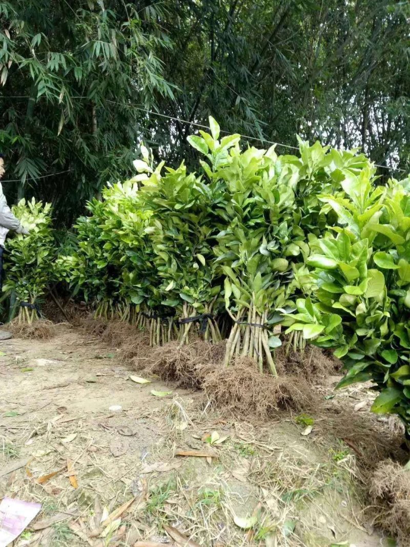 三红柚苗自繁自销品种保证根系好成活率高效益好