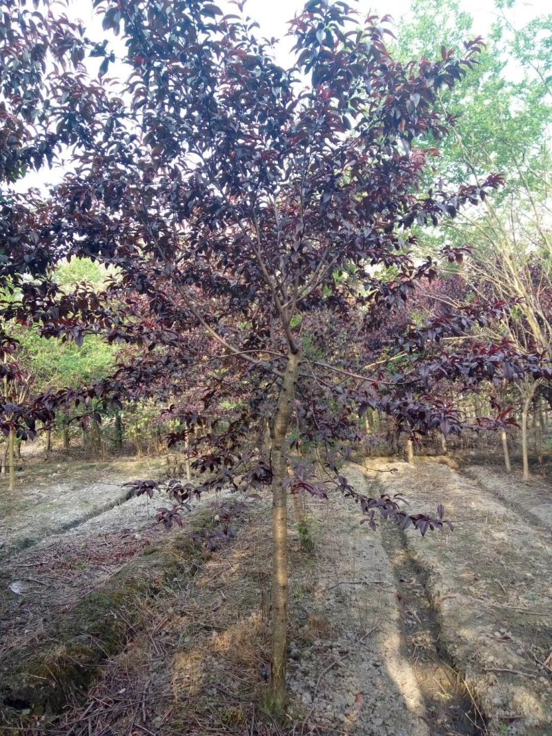 红叶桃，红叶碧桃，四川红叶桃基地出售，成都红叶桃批发价格