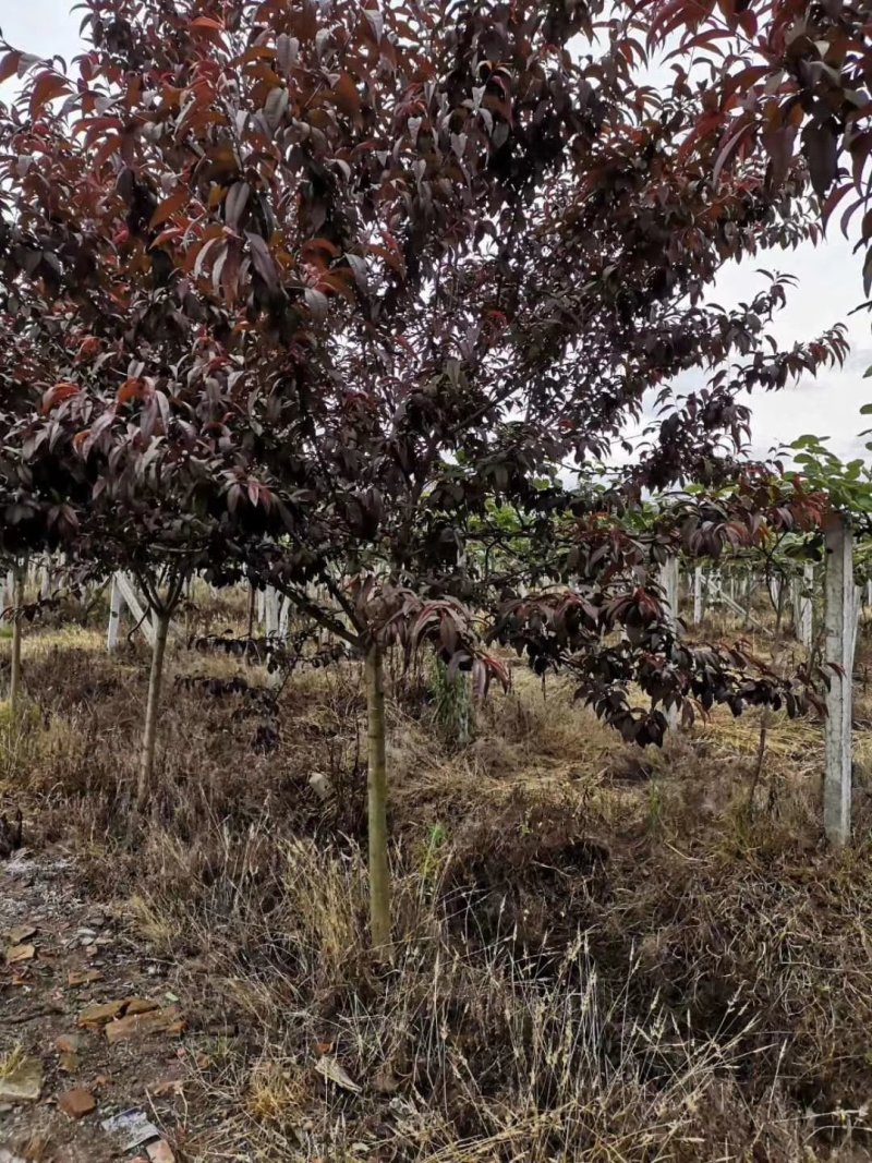 红叶桃，红叶碧桃，四川红叶桃基地出售，成都红叶桃批发价格