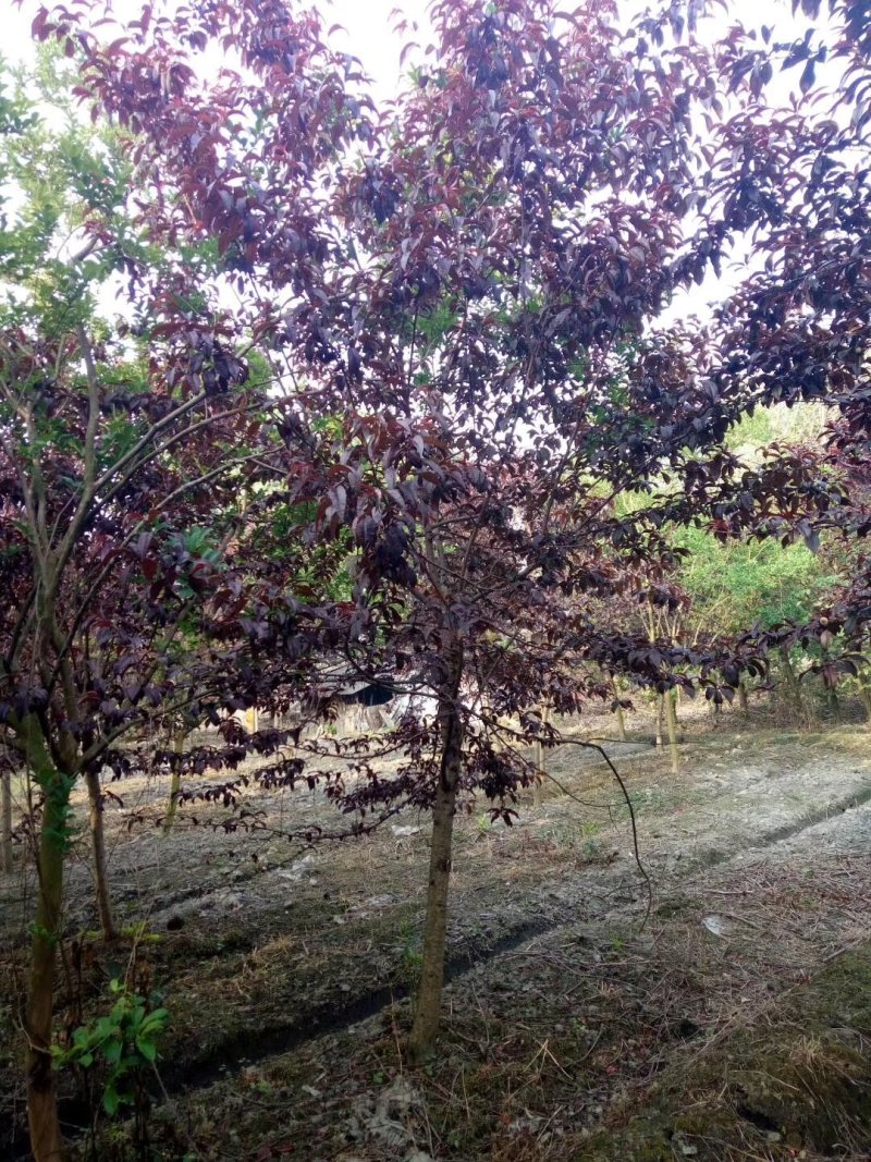 红叶桃，红叶碧桃，四川红叶桃基地出售，成都红叶桃批发价格