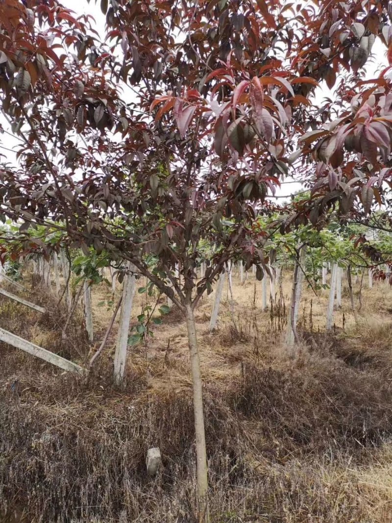 红叶桃，红叶碧桃，四川红叶桃基地出售，成都红叶桃批发价格