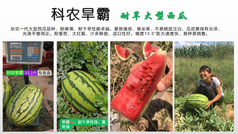 超耐旱西瓜种子～科龙旱霸