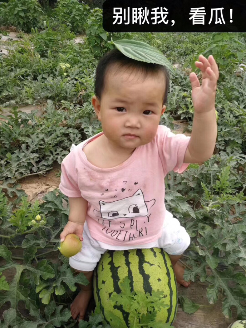 超耐旱西瓜种子～科龙旱霸
