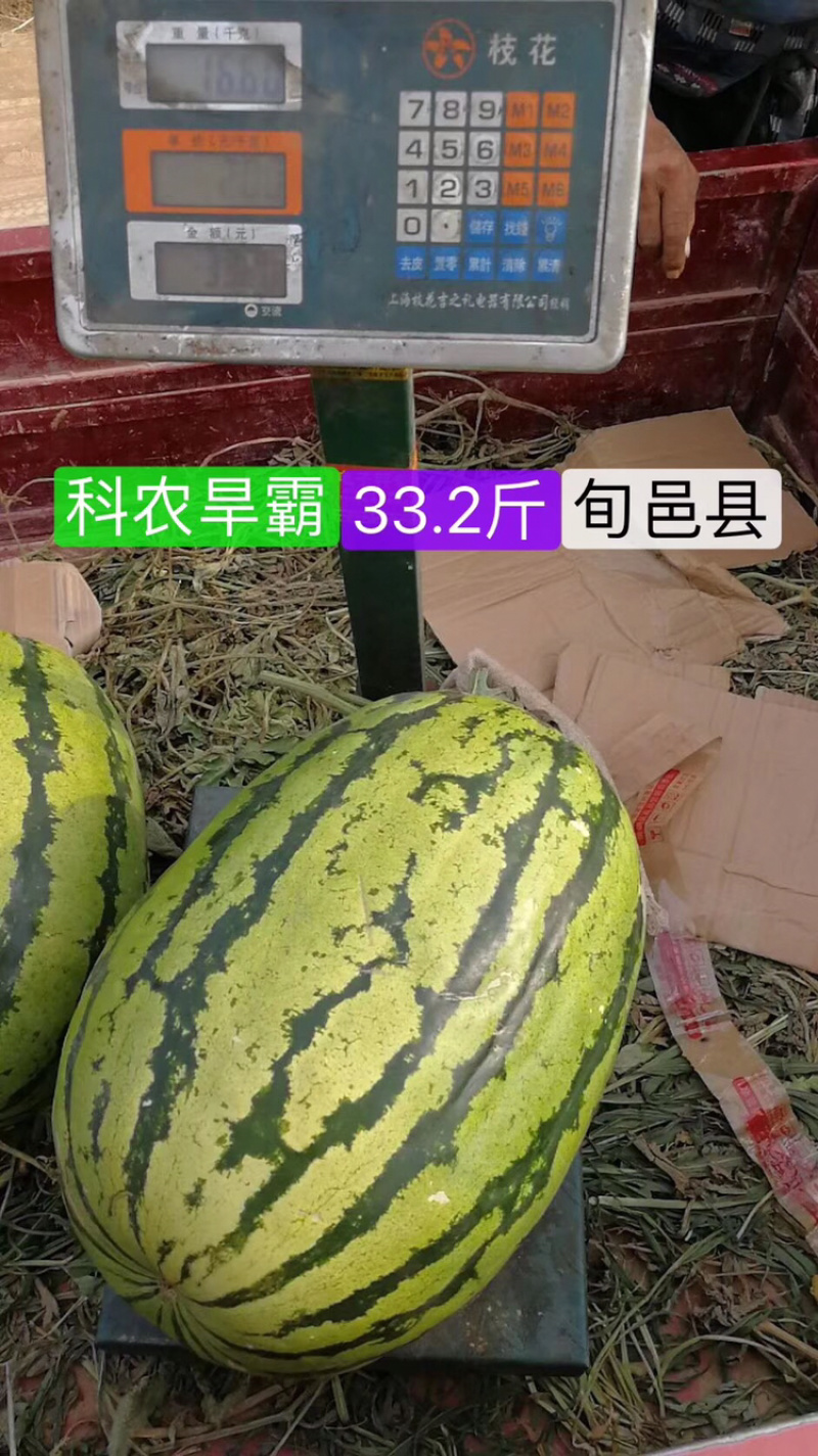 超耐旱西瓜种子～科龙旱霸