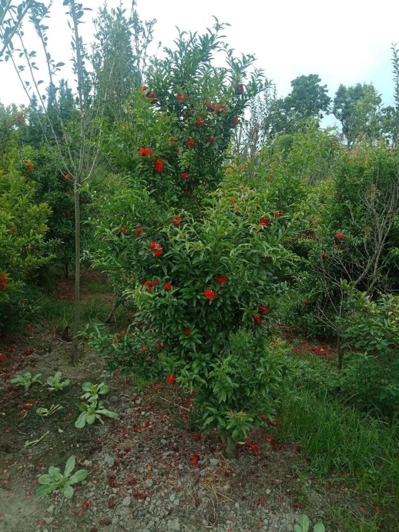 花石榴，四川花石榴基地出售，成都花石榴批发价格