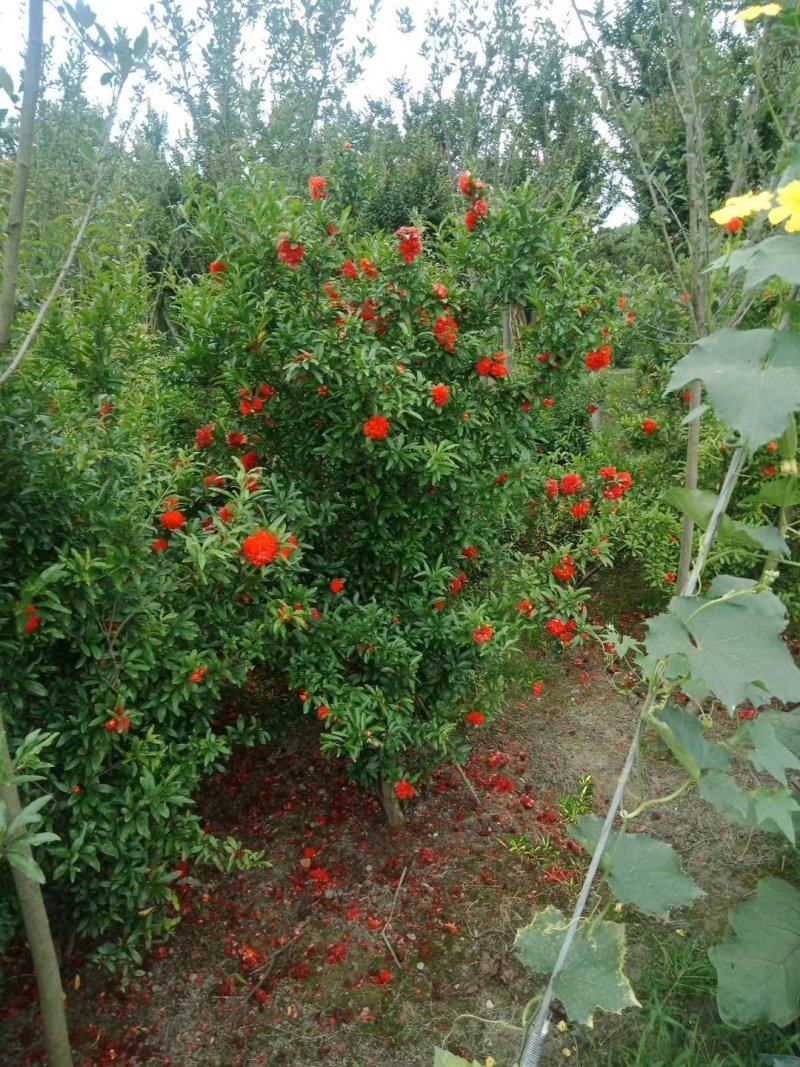 花石榴，四川花石榴基地出售，成都花石榴批发价格