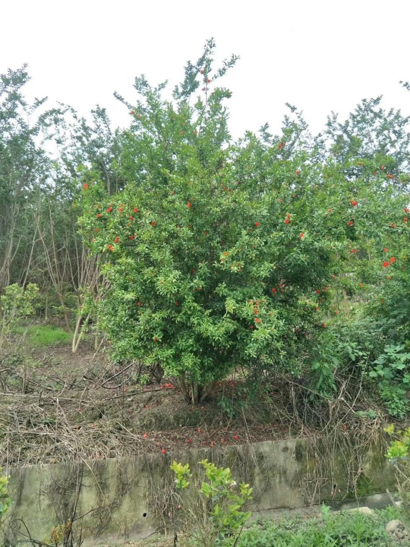 花石榴，四川花石榴基地出售，成都花石榴批发价格