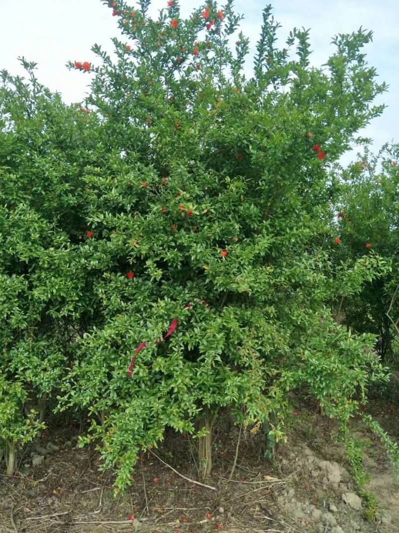 花石榴，四川花石榴基地出售，成都花石榴批发价格