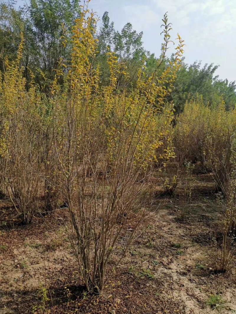 花石榴，四川花石榴基地出售，成都花石榴批发价格