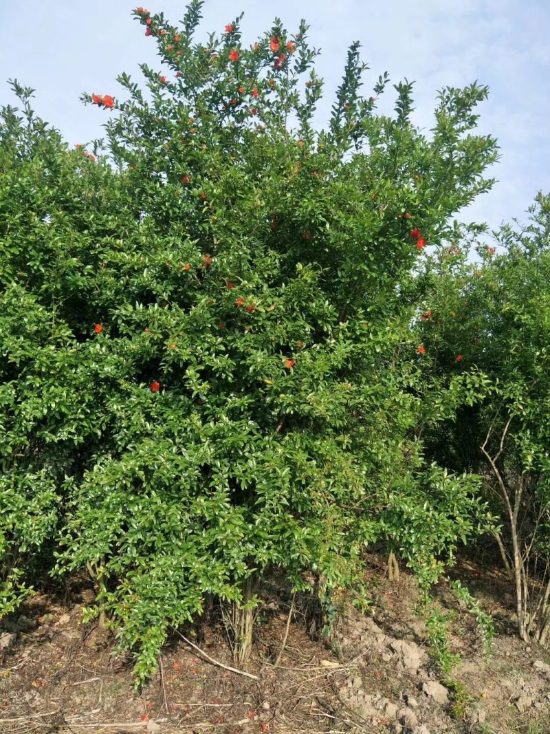 花石榴，四川花石榴基地出售，成都花石榴批发价格