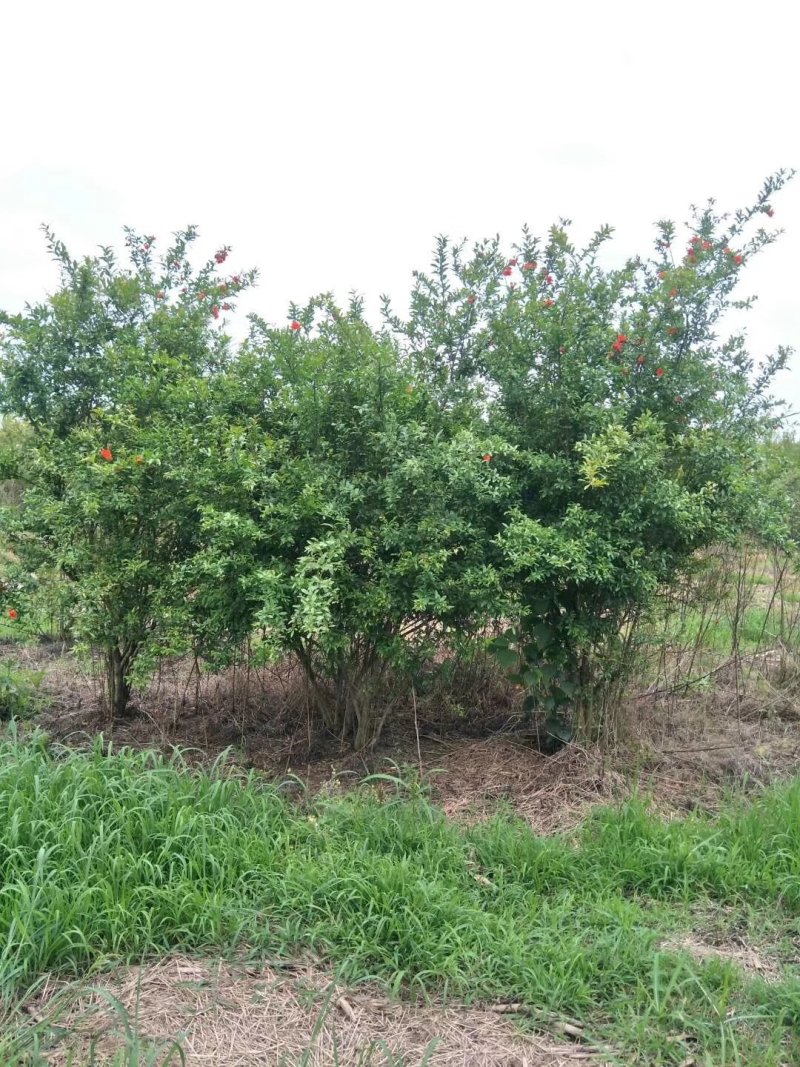 花石榴，四川花石榴基地出售，成都花石榴批发价格