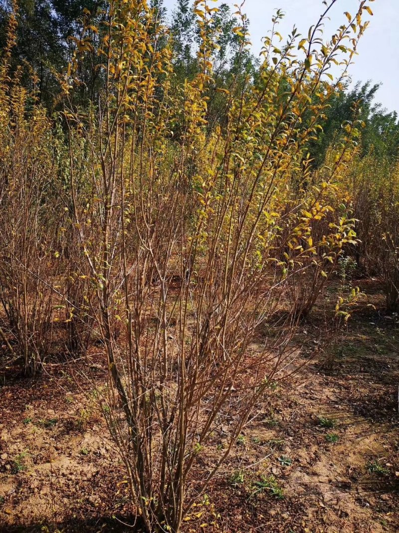 花石榴，四川花石榴基地出售，成都花石榴批发价格