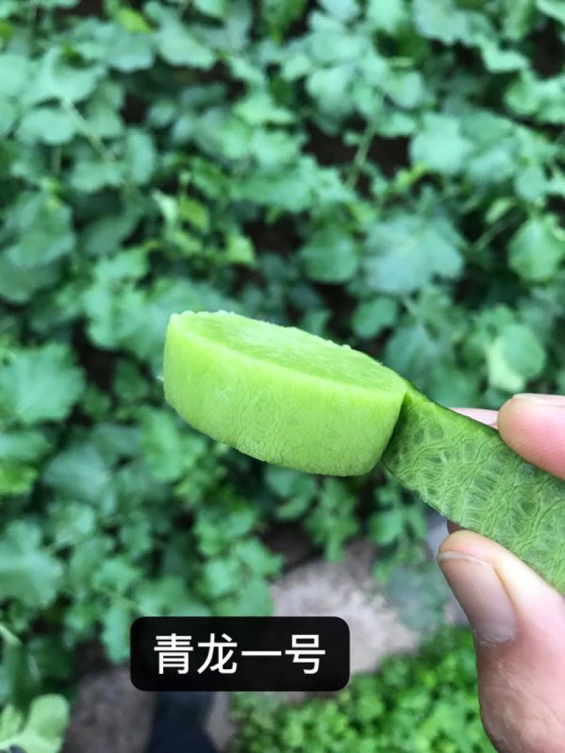 水果萝卜种子～青龙1号非常好吃