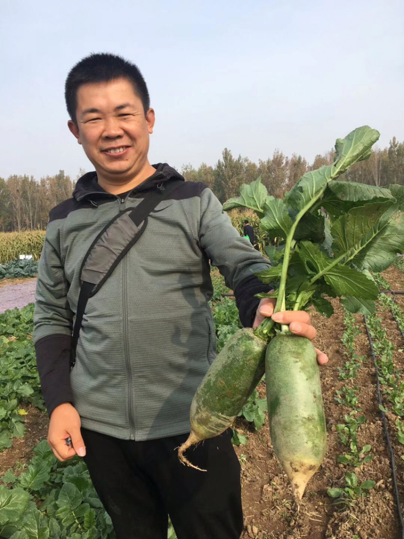 水果萝卜种子～青龙1号非常好吃