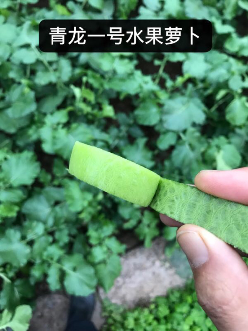 水果萝卜种子～青龙1号非常好吃