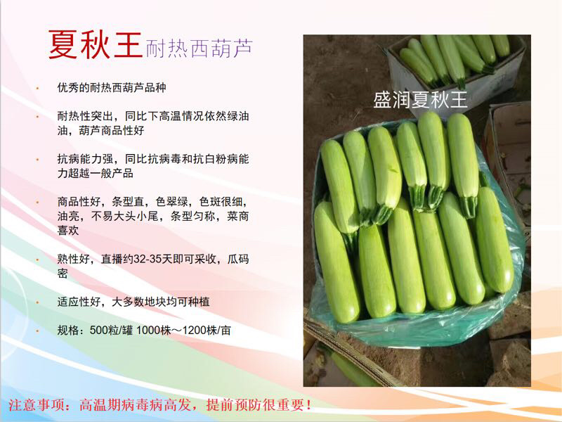 耐热油葫芦种子～夏秋王