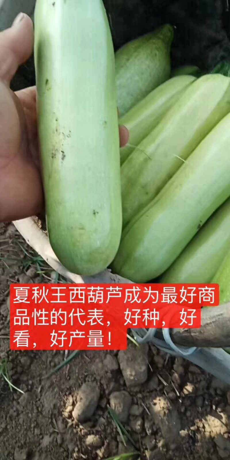 耐热油葫芦种子～夏秋王