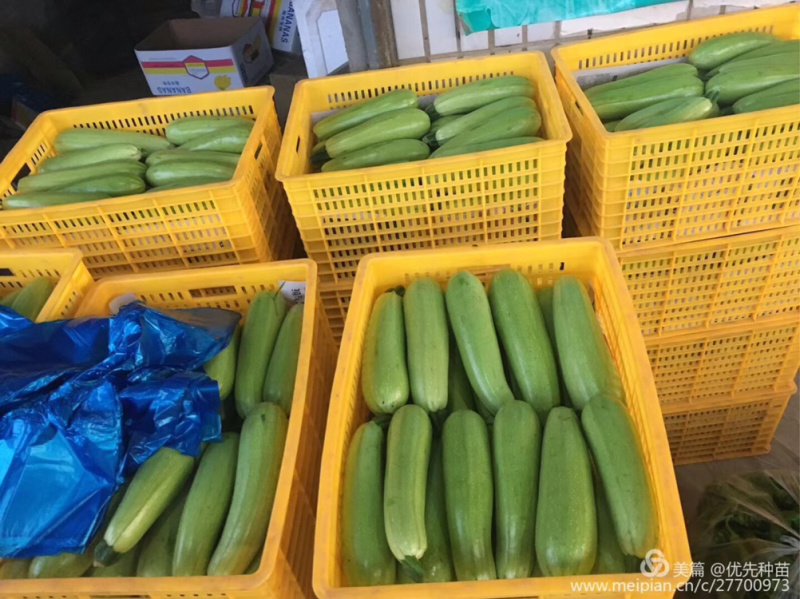 耐热油葫芦种子～夏秋王