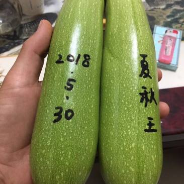 耐热油葫芦种子～夏秋王