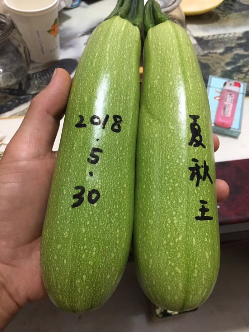 耐热油葫芦种子～夏秋王