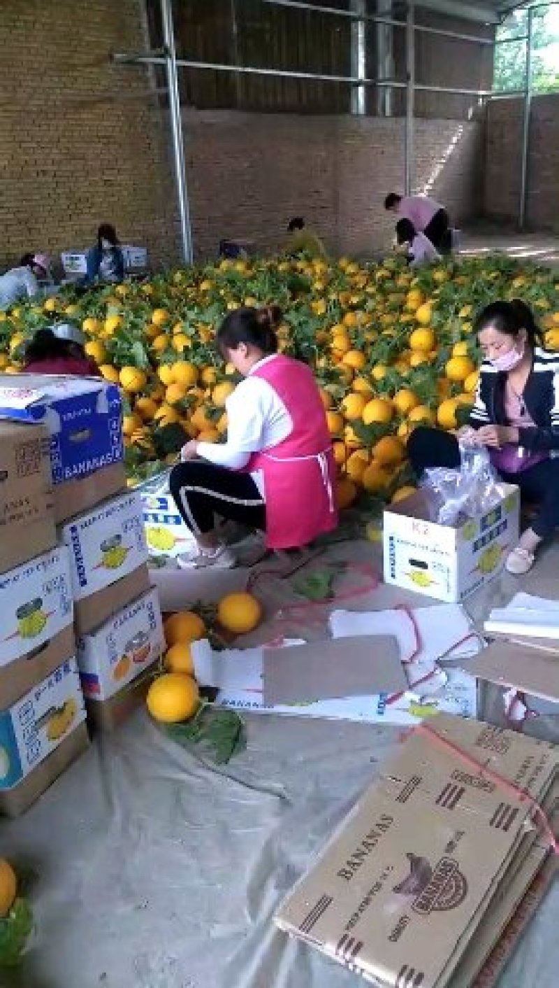 小蜜25号九红瑞大量上市，山东聊城莘县大量香瓜上市中，