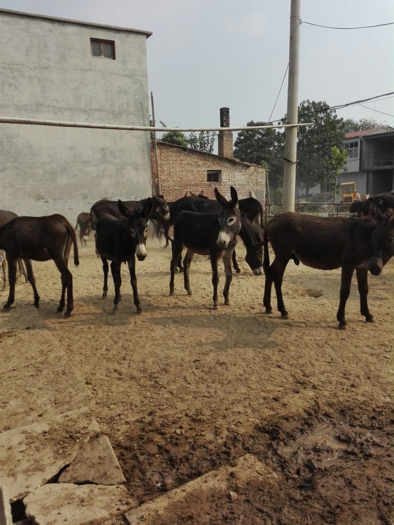 德州驴肉驴驴苗，长势快，好适养，十头以上全国包送货
