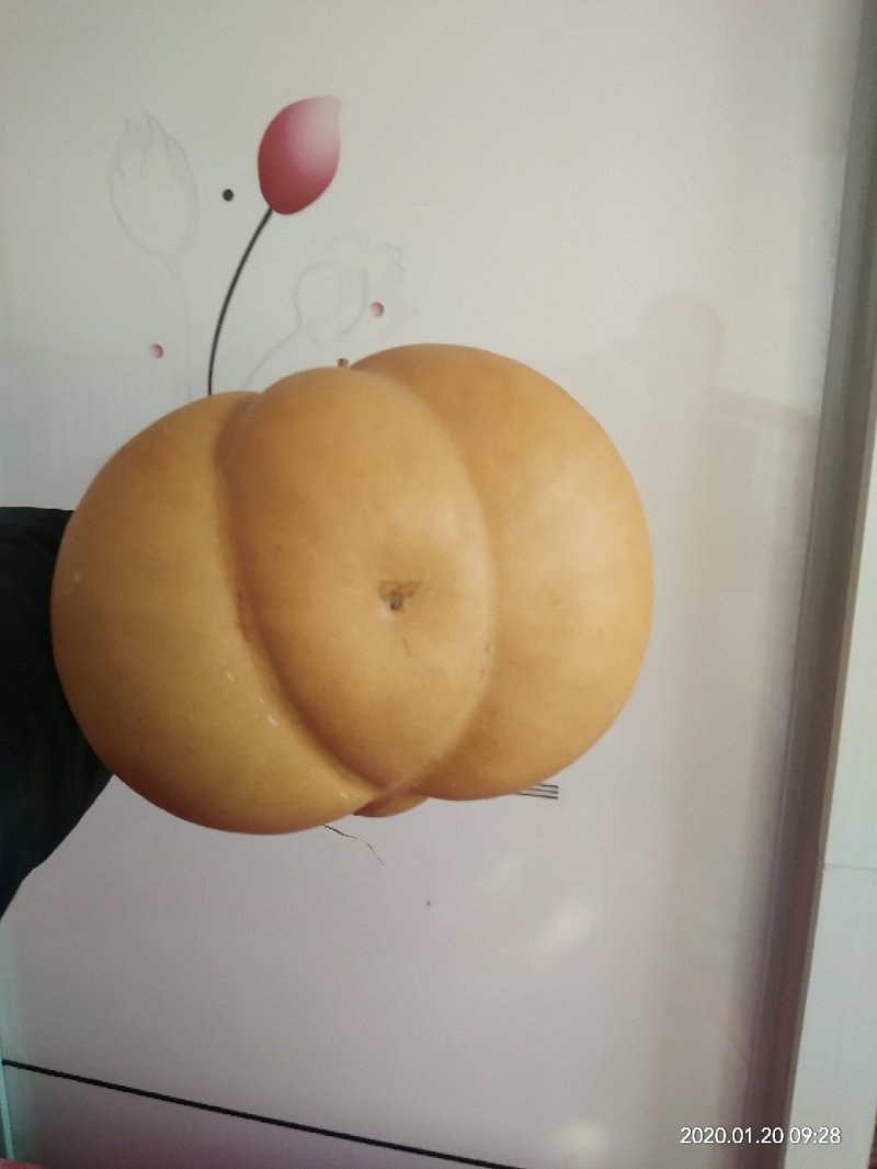 金蟾葫芦，老金蟾，勒扎葫芦。