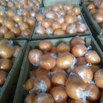 衢州椪柑，胡柚正在促销中，味甜，欢迎新老客户前来选购
