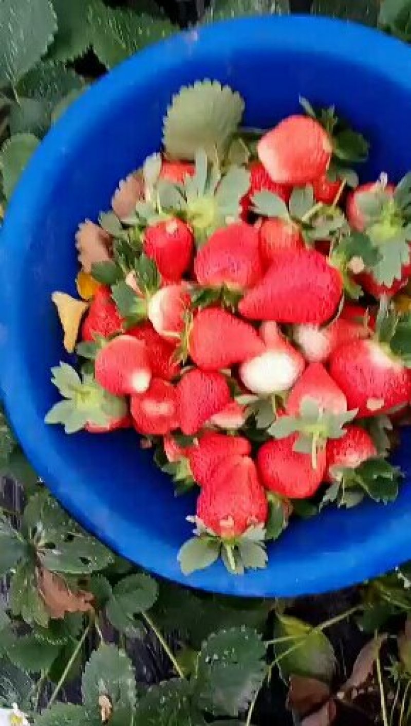 草莓