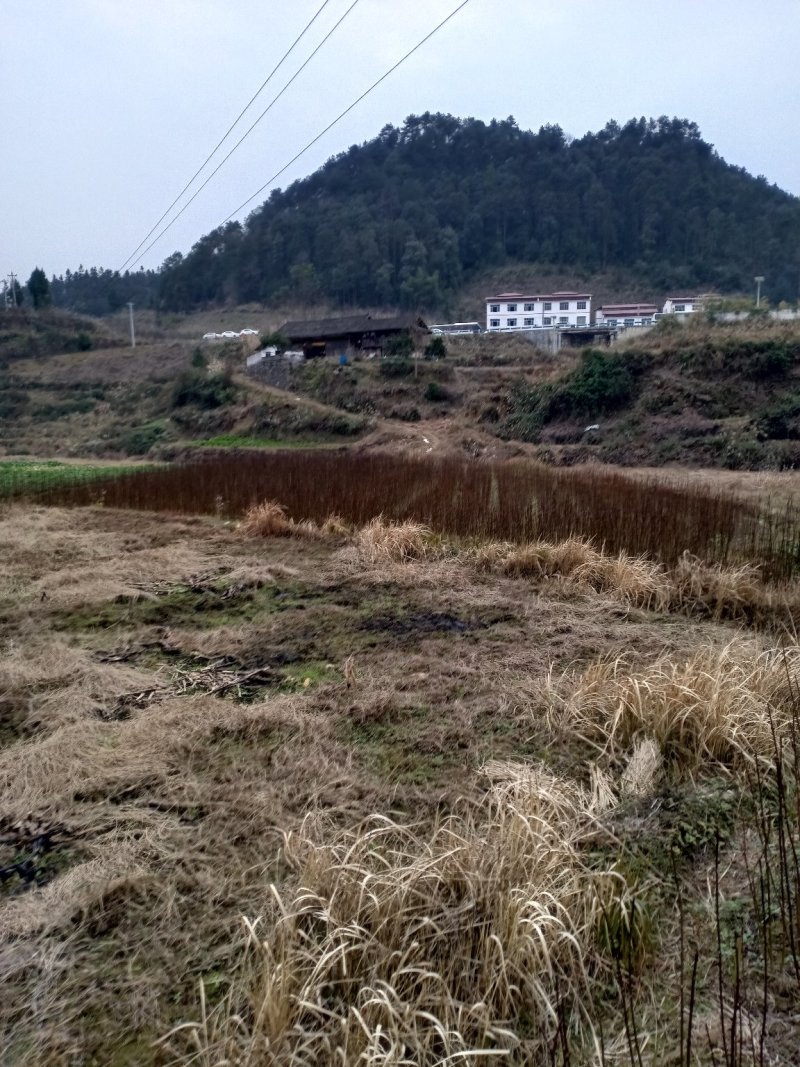 吴茱萸百分之百正宗中花