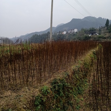 吴茱萸百分之百正宗中花