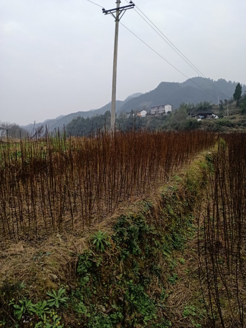 吴茱萸百分之百正宗中花