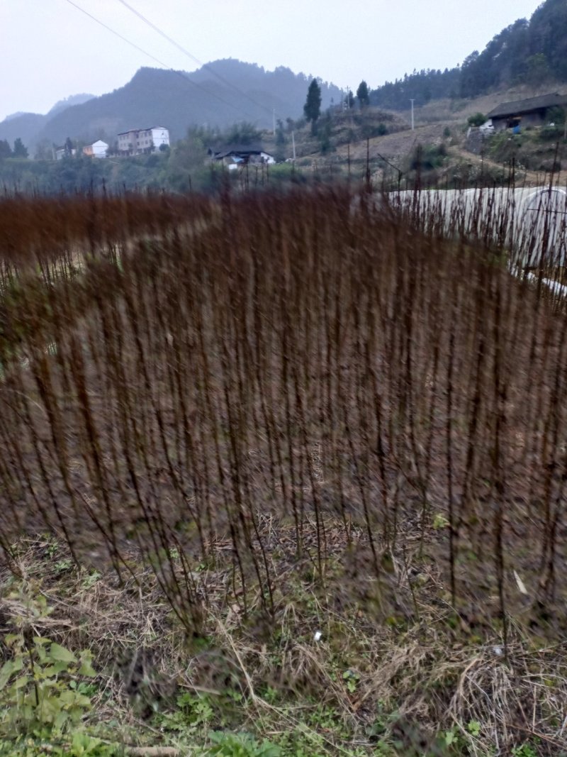 吴茱萸百分之百正宗中花