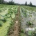 藕田莲田除草剂留好异丙扑草净浮萍青苔水绵阔叶杂草