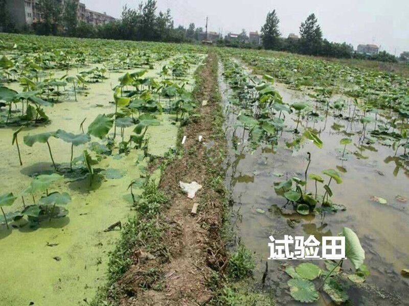 藕田莲田除草剂留好异丙扑草净浮萍青苔水绵阔叶杂草