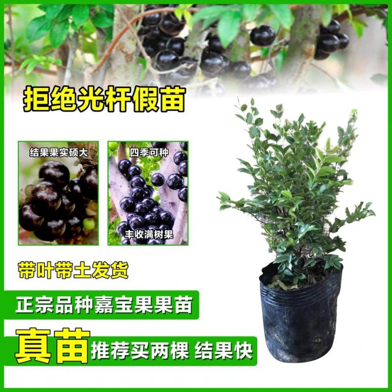 嘉宝果树葡萄，正宗台湾树葡萄，四季早生，南北方可种