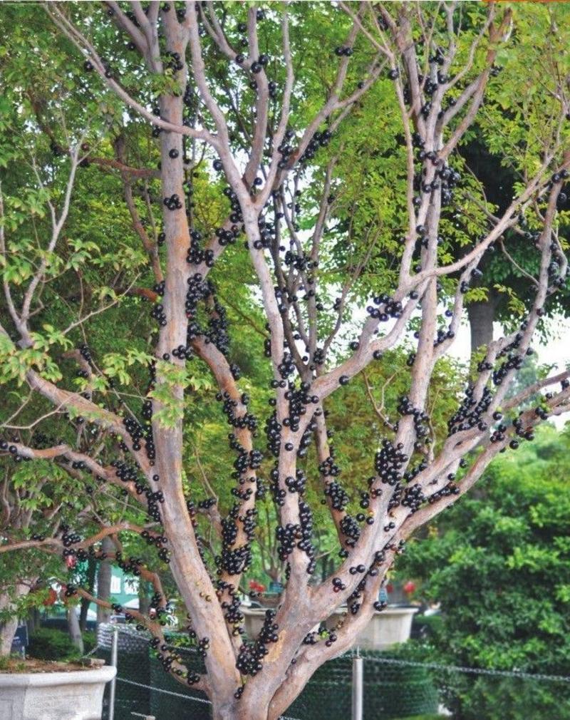 嘉宝果树葡萄，正宗台湾树葡萄，四季早生，南北方可种