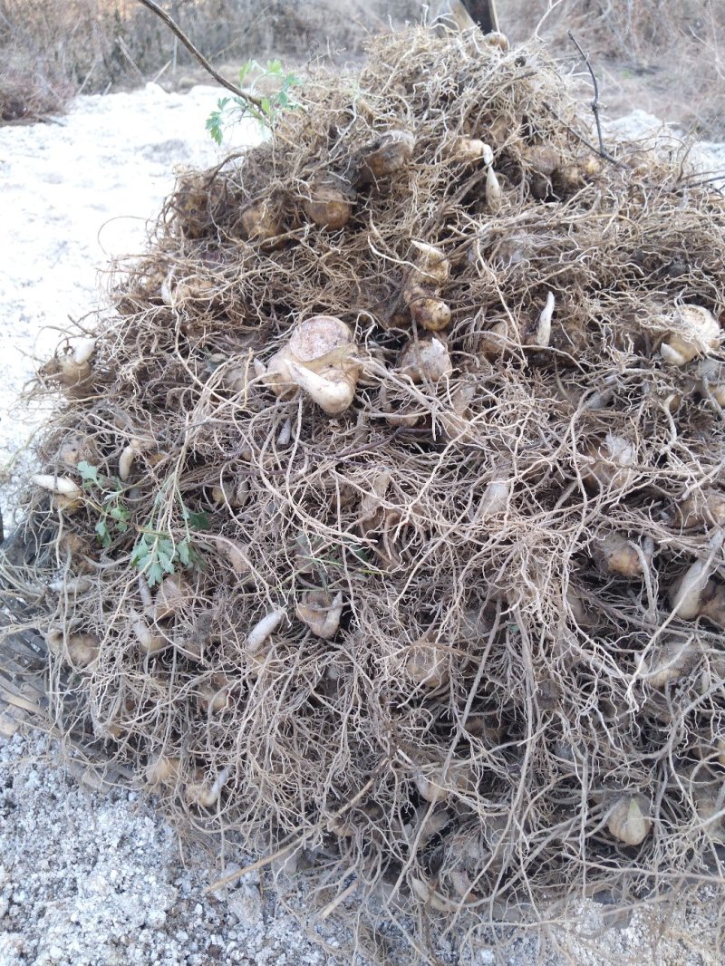 黄精种苗，多花姜形甜黄精，产地直供，物美价廉