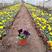 三色堇角堇大量有货观花植物绿化用苗花卉苗木