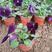 三色堇角堇大量有货观花植物绿化用苗花卉苗木