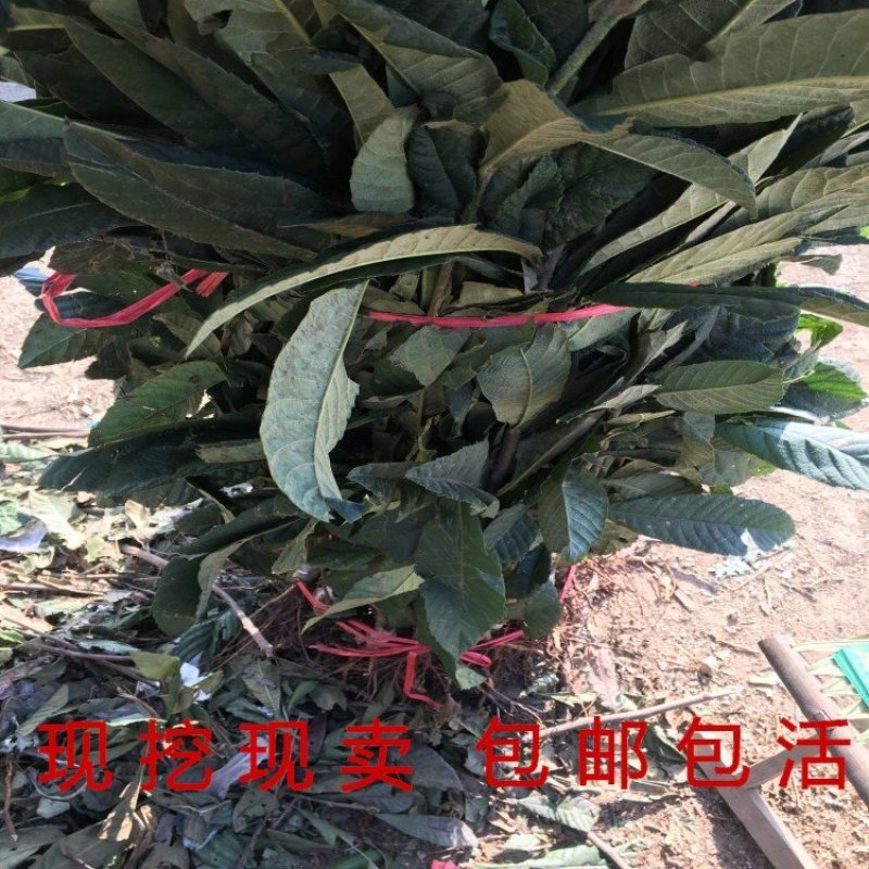 白沙枇杷苗嫁接白沙枇杷树苗南北方种植盆栽地栽枇杷树